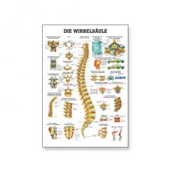 Lehrtafel Die Wirbelsäule 