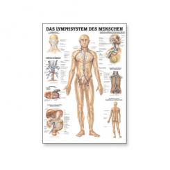 Lehrtafel Das Lymphsystem des Menschen 