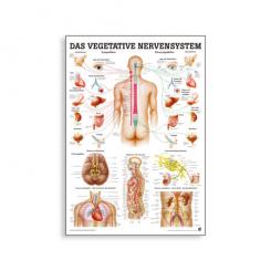 Lehrtafel Das vegetative Nervensystem 