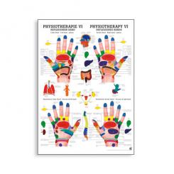 Poster Physiotherapie VI 