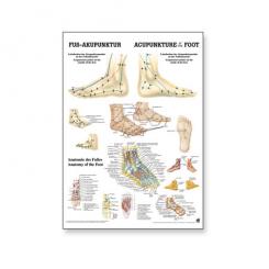 Poster Fuß Akupunktur 