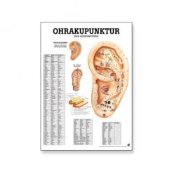 Poster Ohr Akupunktur 