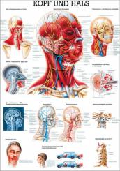 Lehrtafel Kopf und Hals 