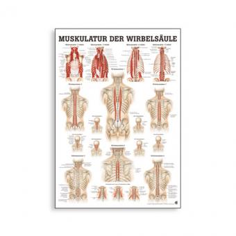 Poster Muskulatur der Wirbelsäule 