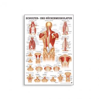 Poster Schulter- und Rückenmuskulatur 
